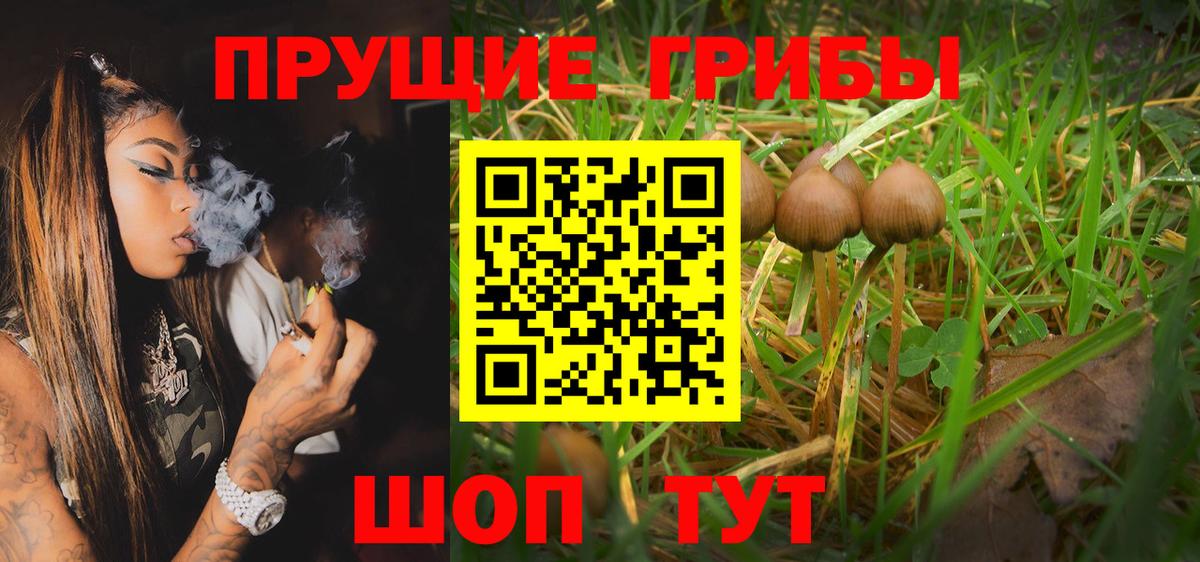 Галлюциногенные грибы Psilocybine cubensis  Вход с VPN  Городец  Галлюциногенные грибы мицелий 